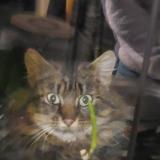 Foto de gato encontrado en Montournais