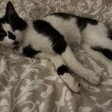 Foto de gato encontrado en Garges Les Gonesse