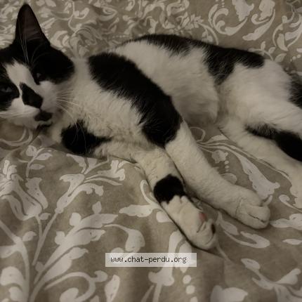 Foto 1/1 Gato encontrado Encontrado en Garges les gonesse