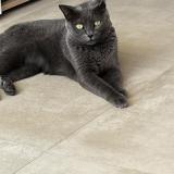 Foto del gato perdido en Saint Paul