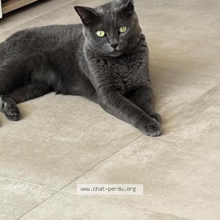 Foto 1/1 Orea Chat perdido en Saint paul