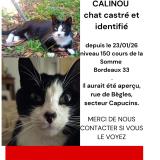 Foto del gato perdido en Bordeaux