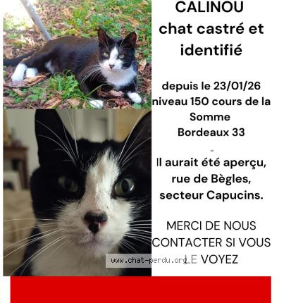 Foto 1/1 Câlinou Chat perdido en Bordeaux