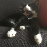 Foto del gato perdido en Darnetal