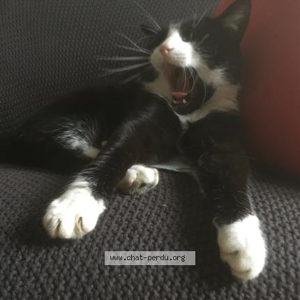 Foto 1/1 Chorus Chat perdido en Darnetal