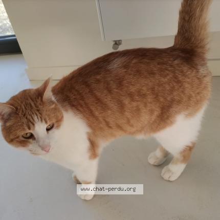 Foto 1/1 Pepito Chat perdido en Bergheim