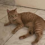 Foto del gato perdido en Claye Souilly