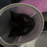 Foto del gato perdido en Montpellier