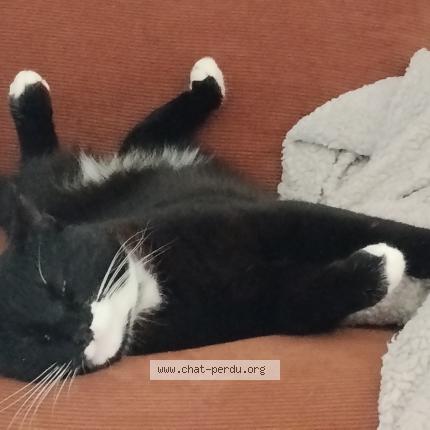 Foto 1/1 Jack Chat perdido en Ledeuix