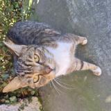 Foto de gato encontrado en Sin Le Noble