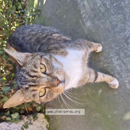 Foto 1/1 Gato encontrado Encontrado en Sin le noble