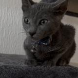 Foto del gato perdido en Saint Etienne