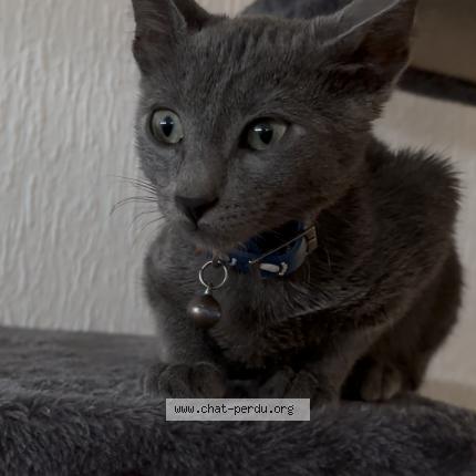 Foto 1/1 Spake Chat perdido en Saint etienne