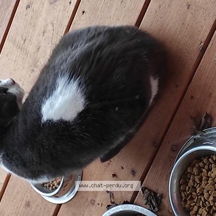 Foto 1/1 Gato encontrado Encontrado en Champcevinel