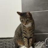 Foto del gato perdido en Marseille