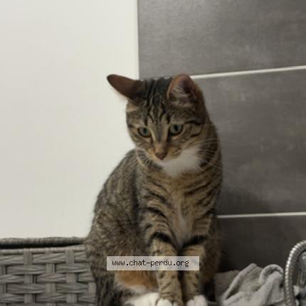 Foto 1/1 uki Chat perdido en Marseille