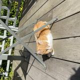 Foto de gato encontrado en Meudon