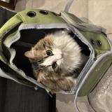 Foto del gato perdido en Marseille