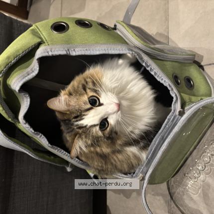 Foto 1/1 Nasha Chat perdido en Marseille