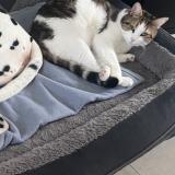 Foto del gato perdido en Equihen