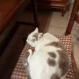 Foto del gato perdido en Le May Sur Evre