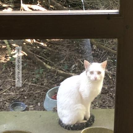 Foto 1/3 Gato encontrado Encontrado en Alluyes