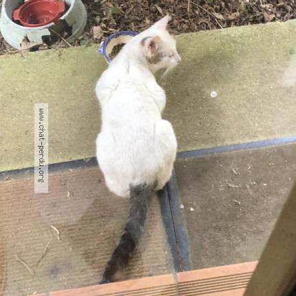 Foto 2/3 Gato encontrado Encontrado en Alluyes