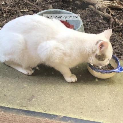 Foto 3/3 Gato encontrado Encontrado en Alluyes