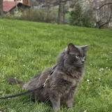 Foto del gato perdido en Chamalieres