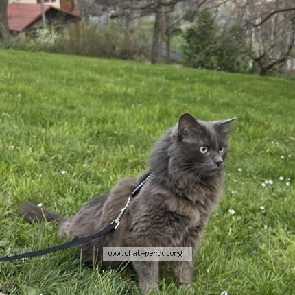 Foto 1/1 shocco Chat perdido en Chamalieres