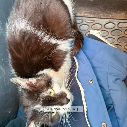 Foto 1/1 Gato encontrado Encontrado en Herblay