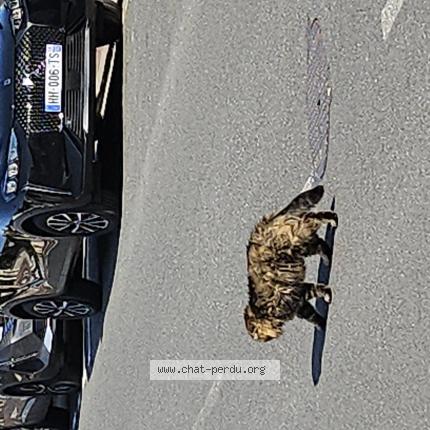 Foto 1/1 Gato encontrado Encontrado en Antony