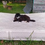 Foto del gato perdido en Figeac