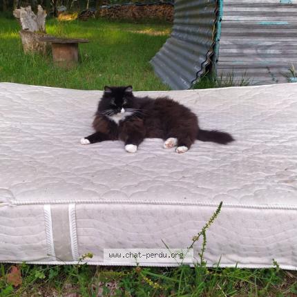 Foto 1/1 Lizy Chat perdido en Figeac