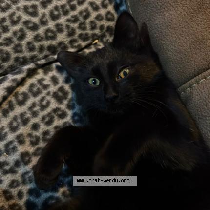 Foto 1/1 Zéphyr Chat perdido en Bressoux
