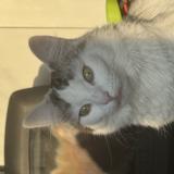 Foto del gato perdido en Thorigne Fouillard