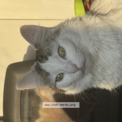 Foto 1/1 Princesse Chat perdido en Thorigne fouillard