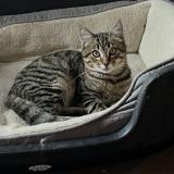 Foto del gato perdido en Saint Romain De Benet