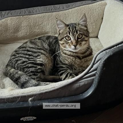 Foto 1/1 Floky Chat perdido en Saint romain de benet