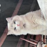 Foto del gato perdido en Annecy