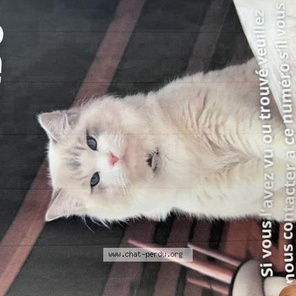 Foto 1/1 Poncik Chat perdido en Annecy
