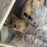 Foto del gato perdido en Puteaux