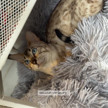 Foto 1/1 linda Chat perdido en Puteaux