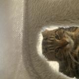 Foto del gato perdido en Luxembourg