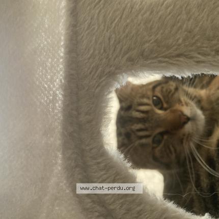 Foto 1/1 Simba Chat perdido en Luxembourg