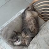 Foto del gato perdido en Haucourt Moulaine