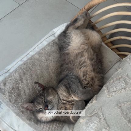 Foto 1/1 Oxa Chat perdido en Haucourt moulaine