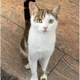 Foto del gato perdido en Ettelbruck