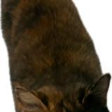 Foto de gato encontrado en 1376 Eclagnens