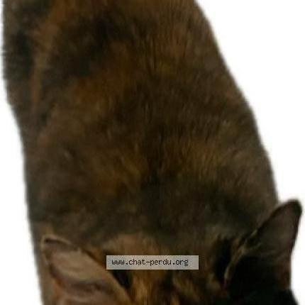 Foto 1/1 Gato encontrado Encontrado en 1376 eclagnens